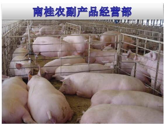 广西生猪养殖基地供应三元猪 长白猪 土杂猪
